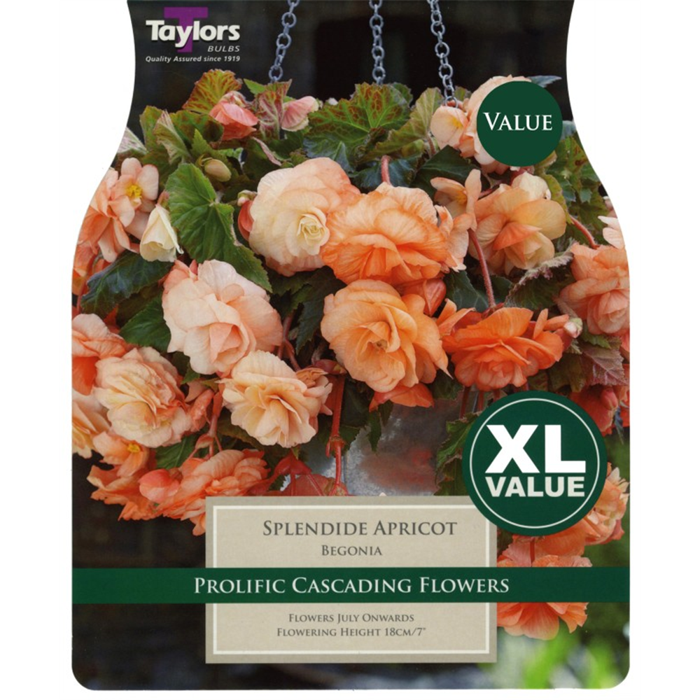 XL Range Begonia Spendide Apricot Waterperry Gardens Oxfordshire